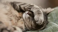 Il gatto dorme con la zampa sulla bocca? Non è solo un'abitudine, ma un segnale importante
